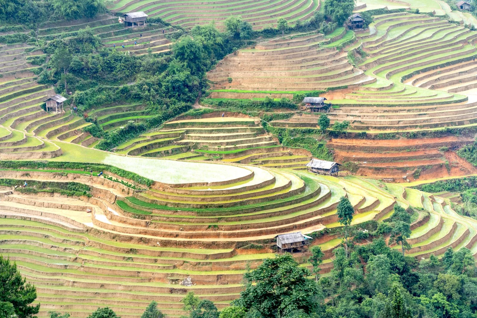 Lush green terraced fields in rural landscape, showcasing traditional agriculture.